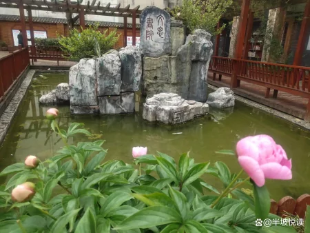 【美文】芍药花开：一朵花从生长到开放，挺不容易的